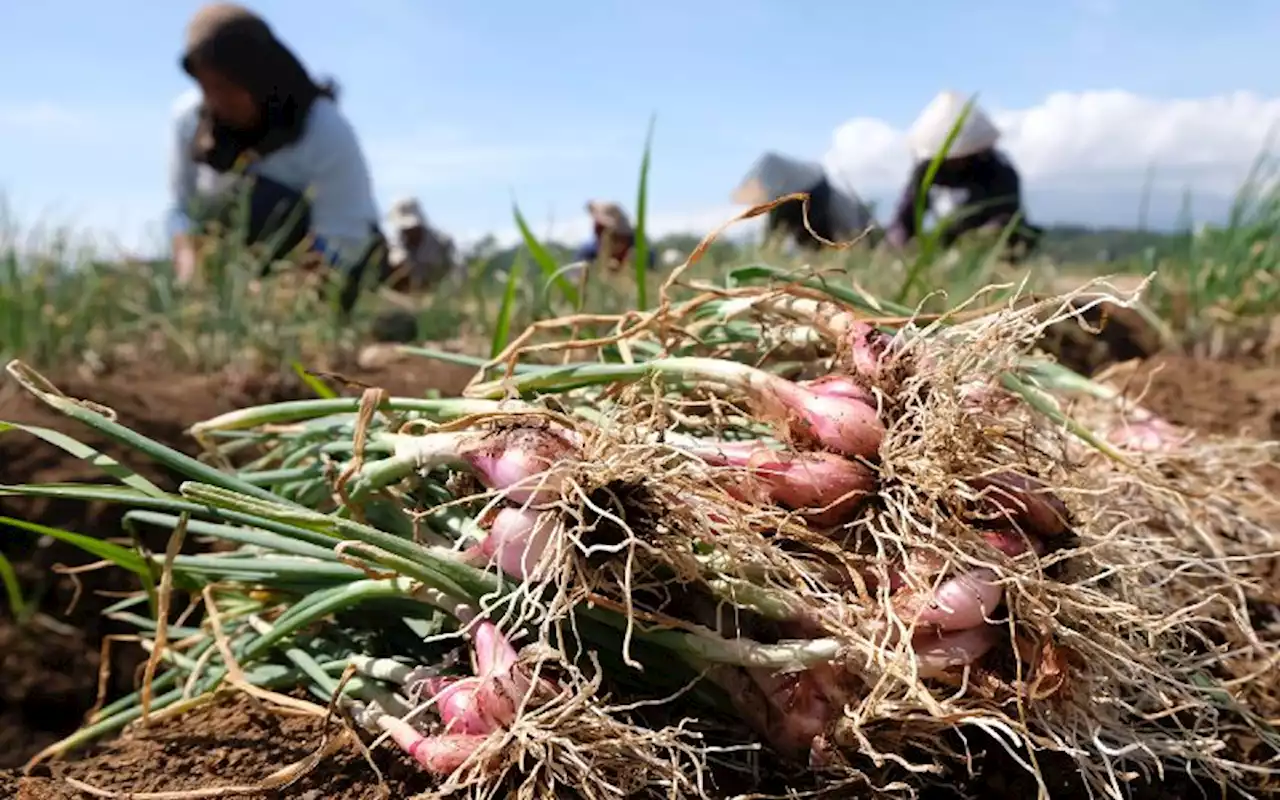 Bapanas Intervensi Distribusi Bahan Pangan, Pedagang Berharap Ini | Ekonomi - Bisnis.com