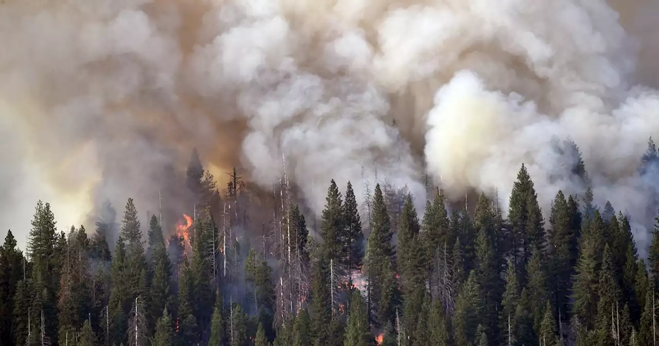 Climate-Intensified Yosemite Fire Threatens Hundreds of Ancient Sequoias