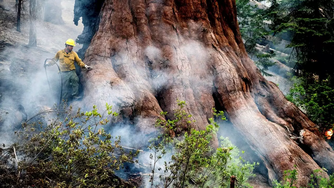 Yosemite-Nationalpark: Waldbrände bedrohen Mammutbäume