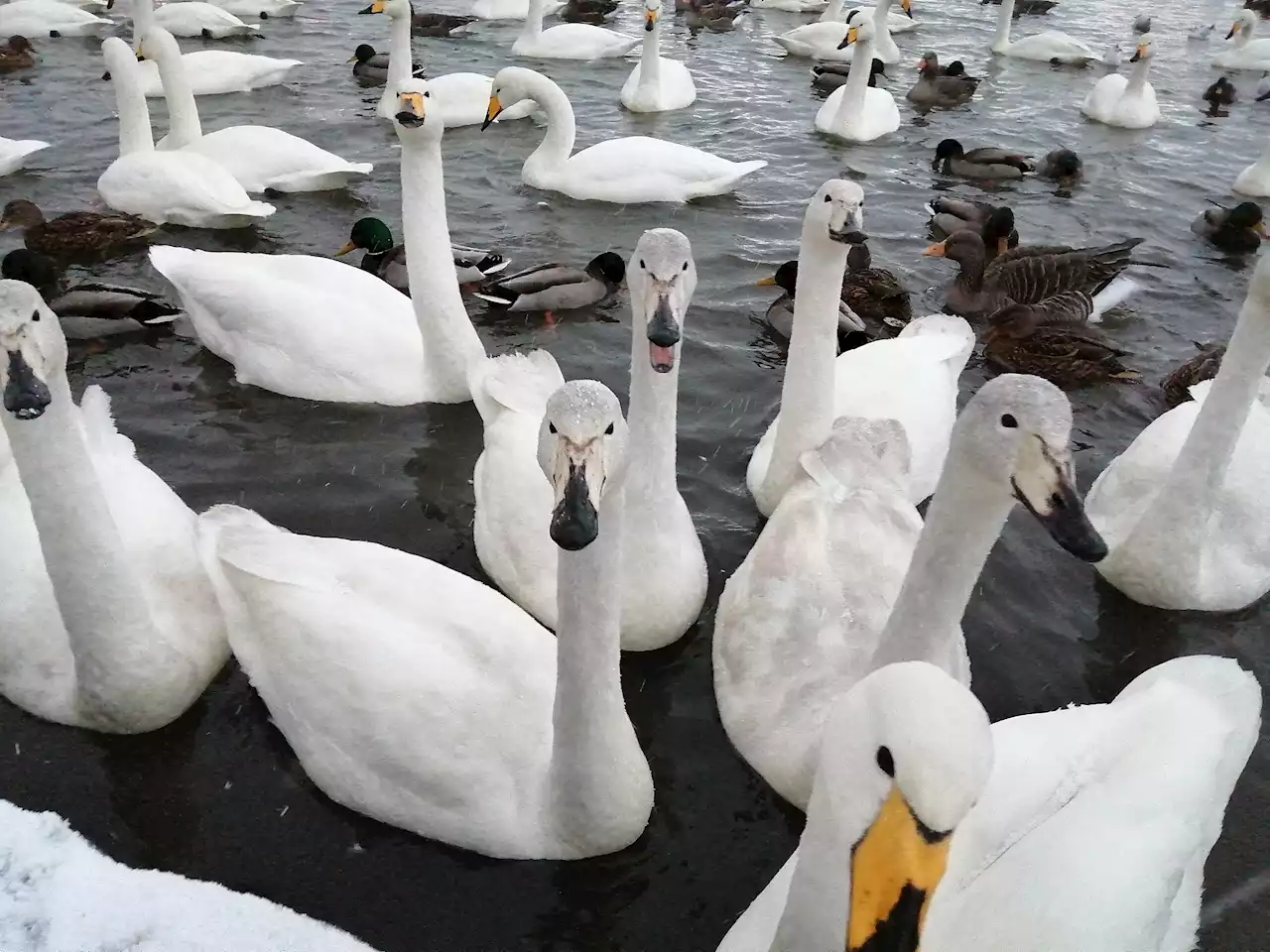 New Study Reveals Why Swans Trade Rest For Aggression