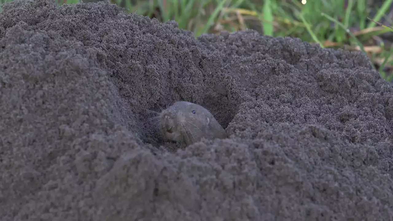 Research Suggests Gophers Are One of the First Mammalian Farmers