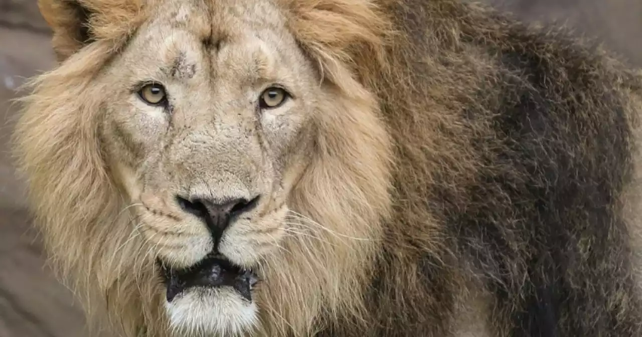 Big CAT scan: London Zoo treats lion with earache