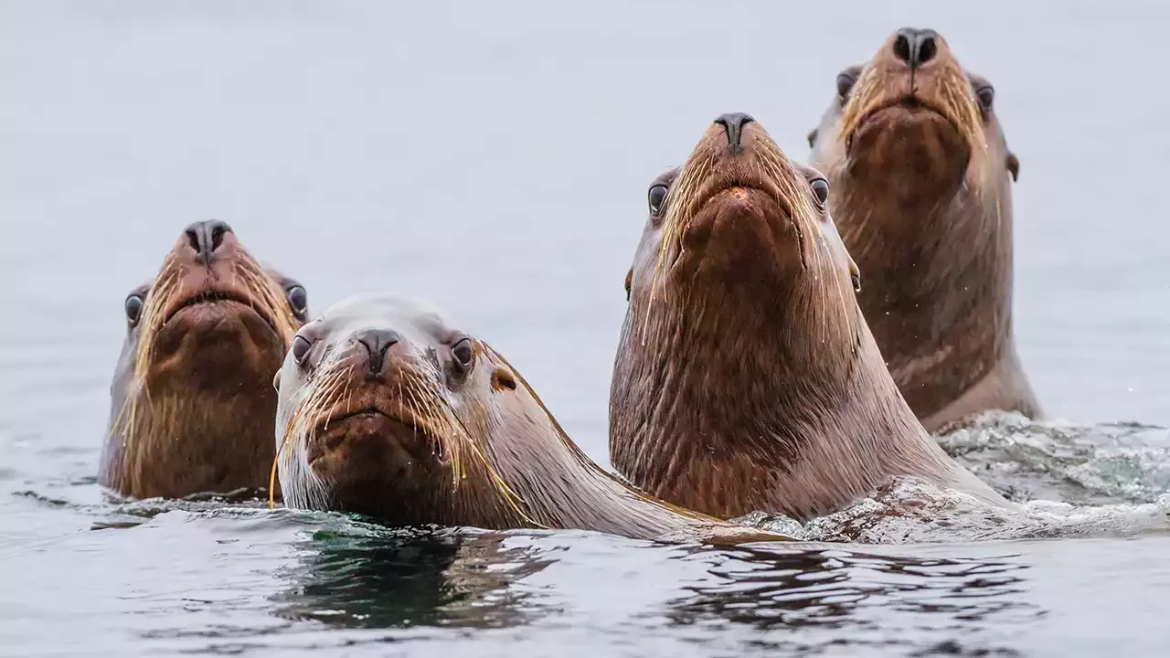 Sea lions chase away beachgoers in San Diego, viral video shows