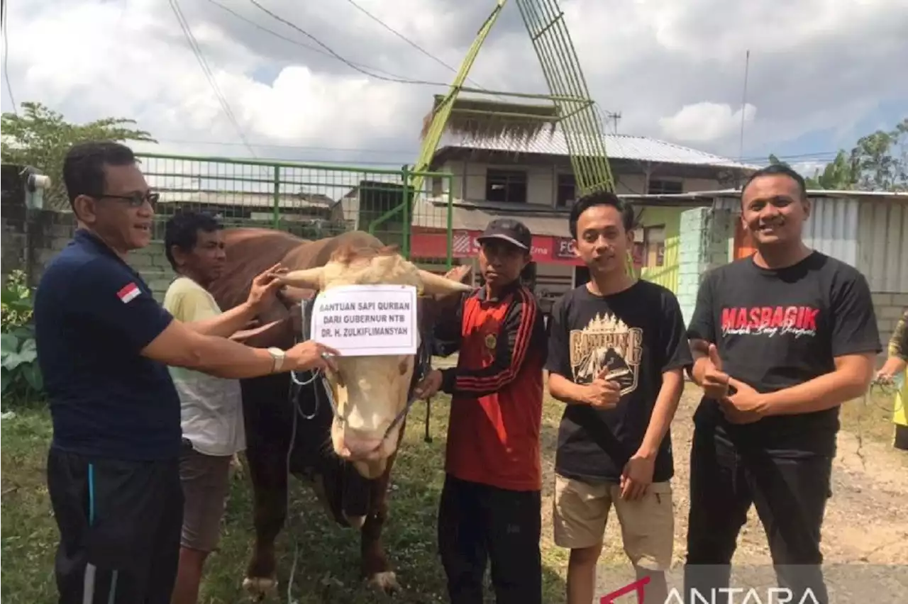 1 Ton Sapi dari Gubernur Zulkieflimansyah ke Lombok Timur, Lihat Reaksi Warga