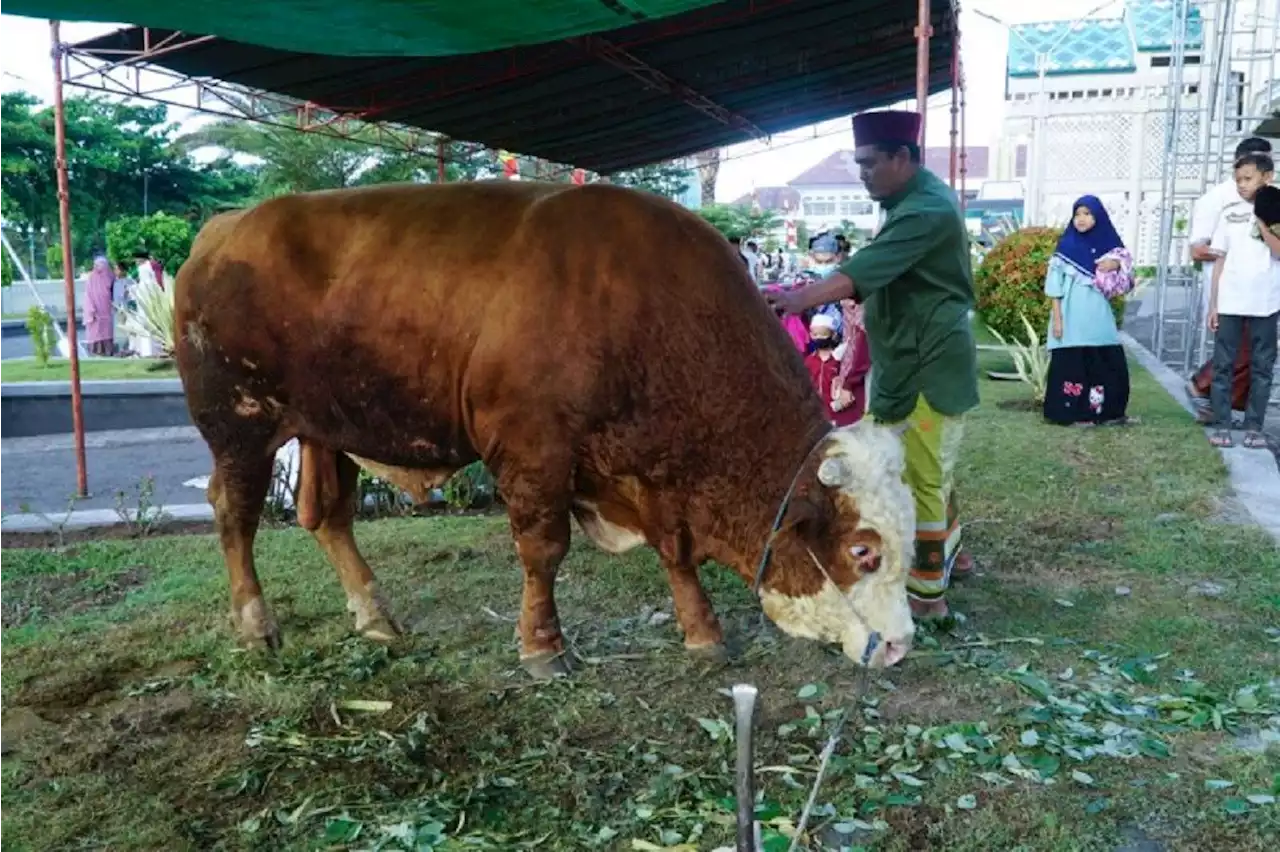 Presiden Jokowi Beri Kurban ke Lombok Timur, Sehat dan Bugar