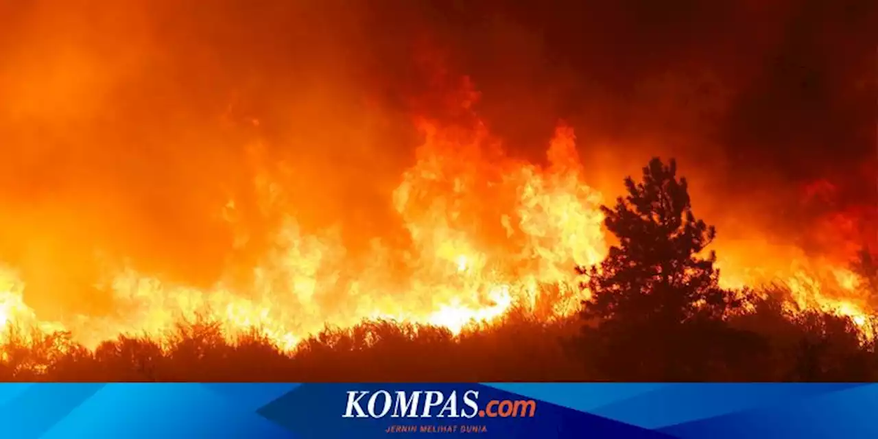 Taman Nasional Yosemite Kebakaran, Bagaimana Nasib Pohon Sequoia Raksasa?