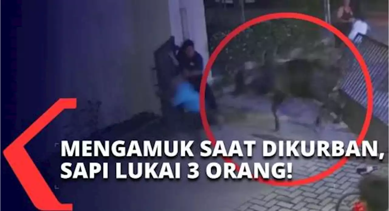 Dari Deli Serdang hingga Tangerang, Sejumlah Sapi Mengamuk saat Hendak Dikurban & Lukai Orang