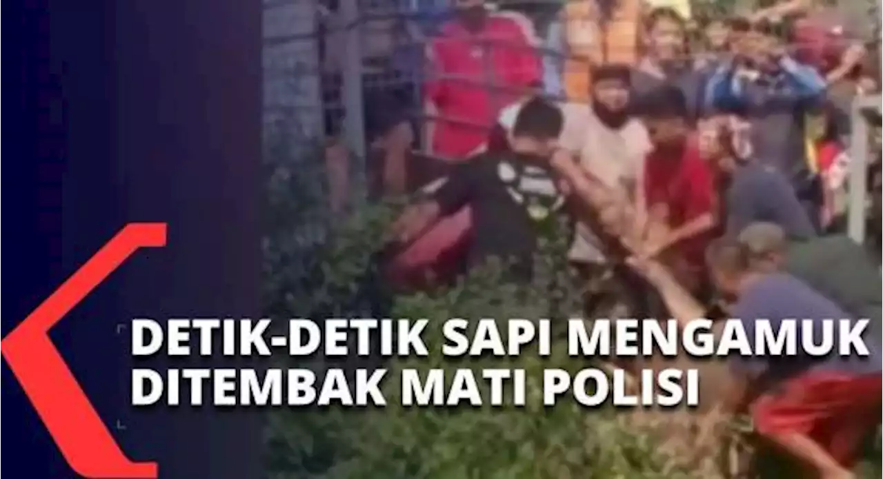 Hampir Masuk ke Bandara Soekarno-Hatta, Polisi Tembak Mati Sapi yang Mengamuk saat Kurban