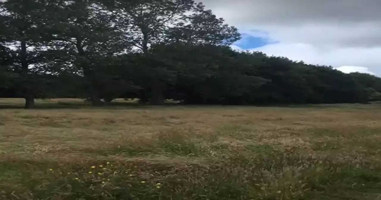 Leeds school's new playing fields threatened by trees and green space