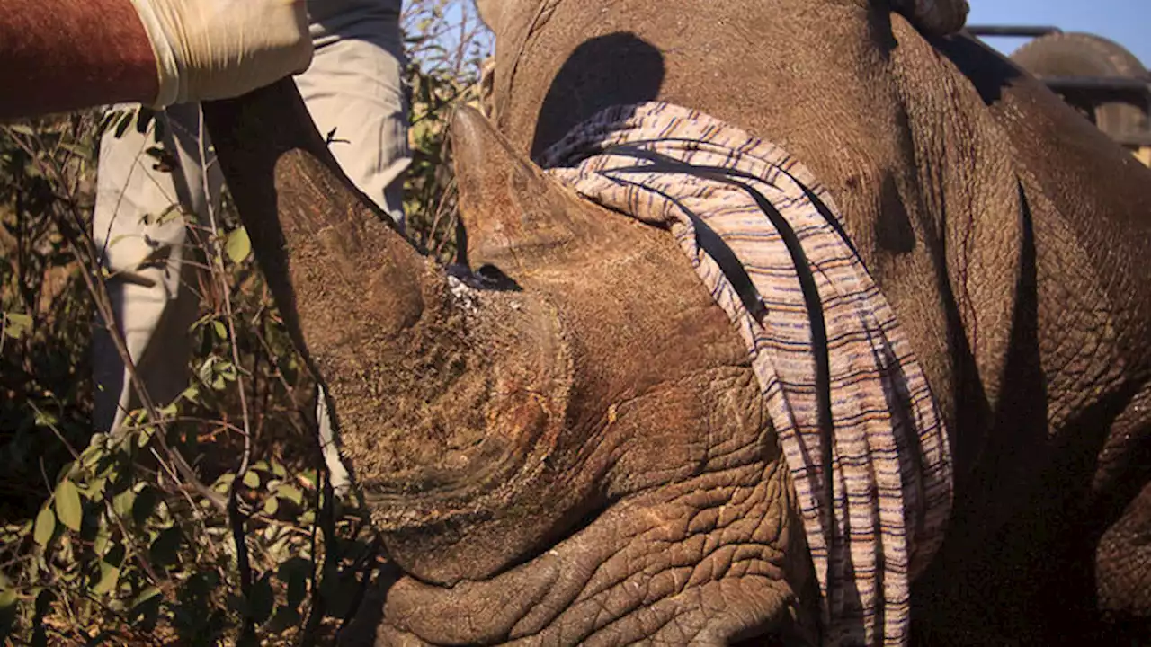 Fired Ezemvelo field ranger arrested for rhino horn trafficking