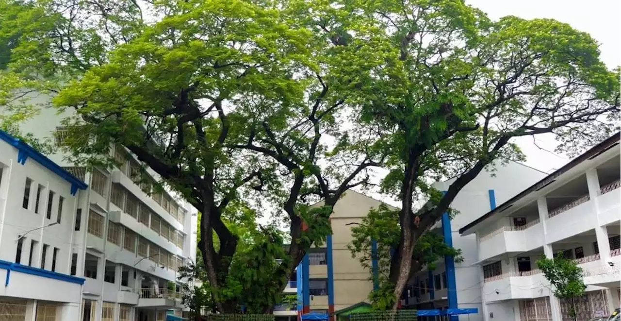 DENR unveils 2 heritage trees in Pasig City