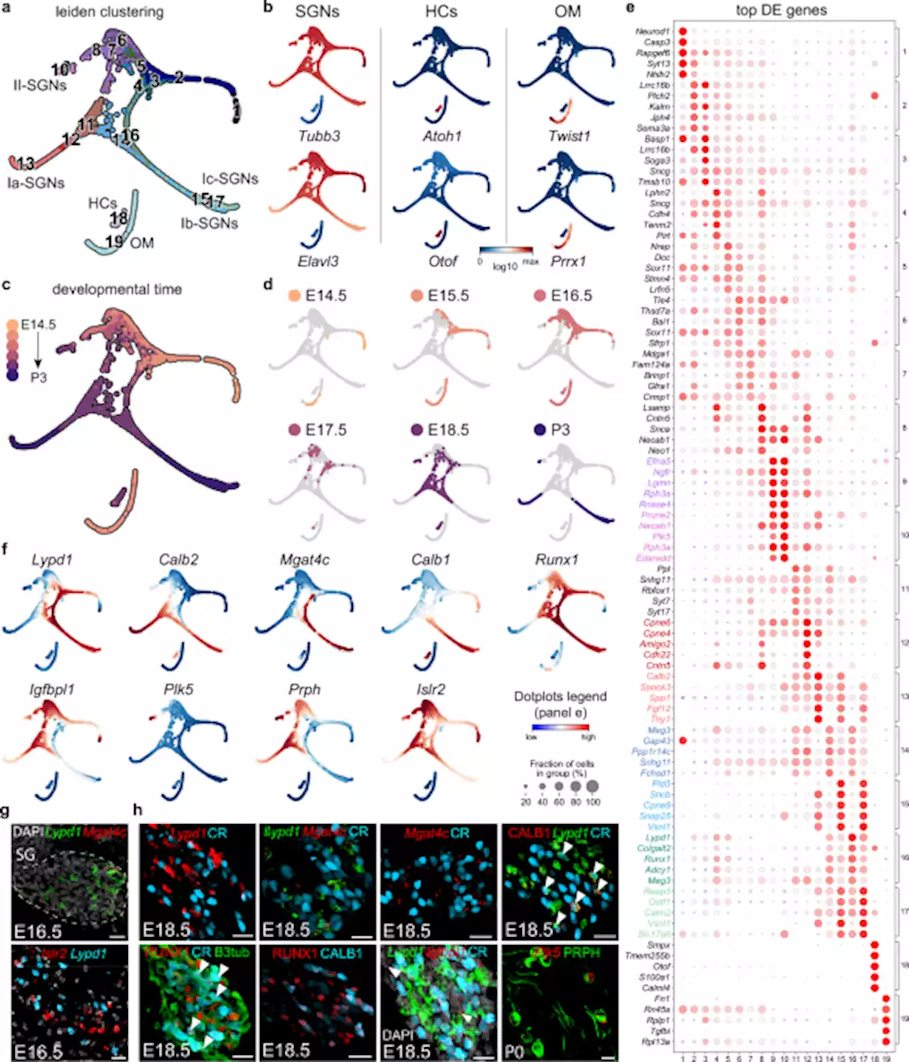 Single-cell RNA-sequencing analysis of the developing mouse inner ear identifies molecular logic of auditory neuron diversification - Nature Communications