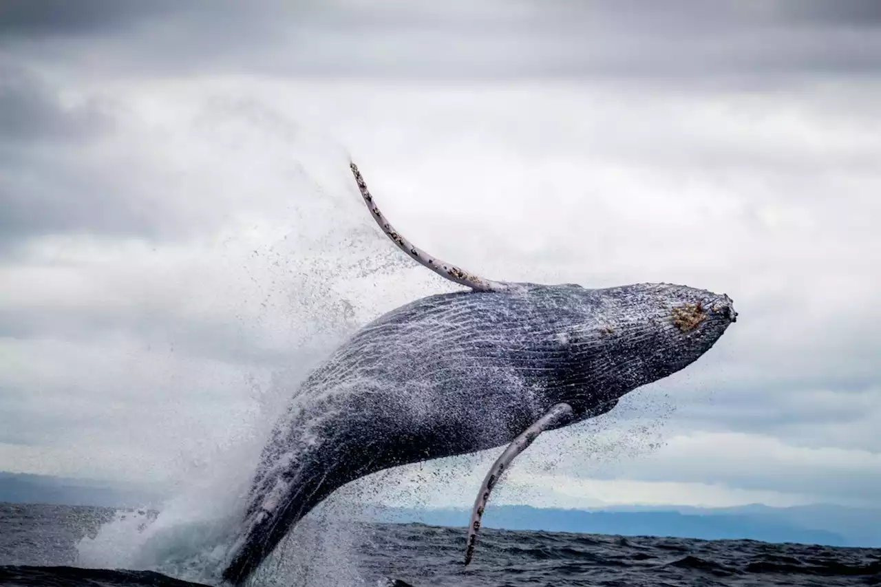 Humpback Whales Learn Songs From Others