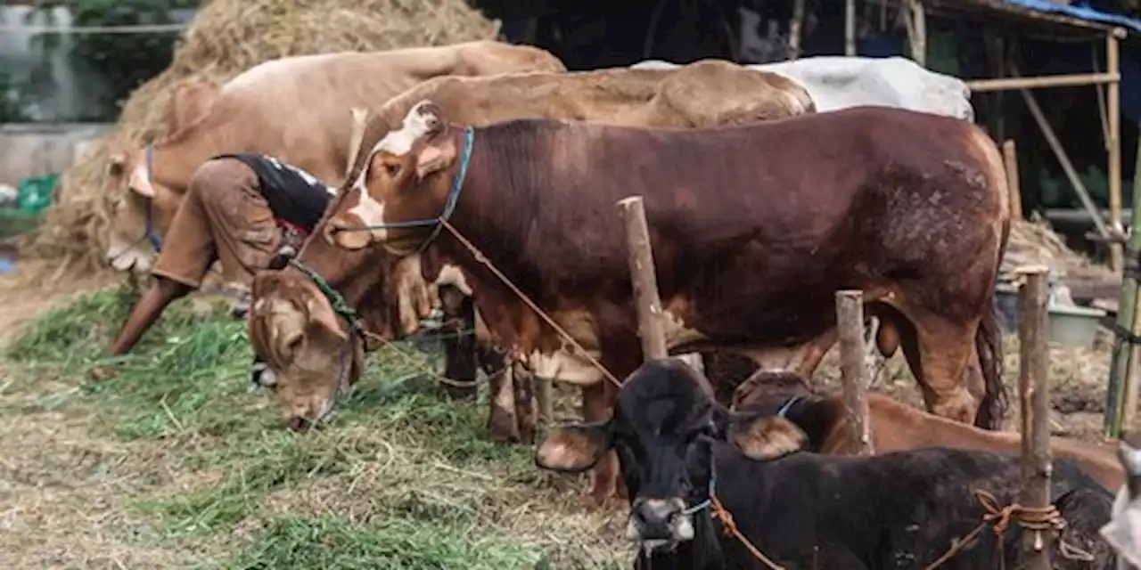 Musala di Bukittinggi Gagal Kurban Gara-Gara Ditipu Penjual Hewan Ternak | merdeka.com