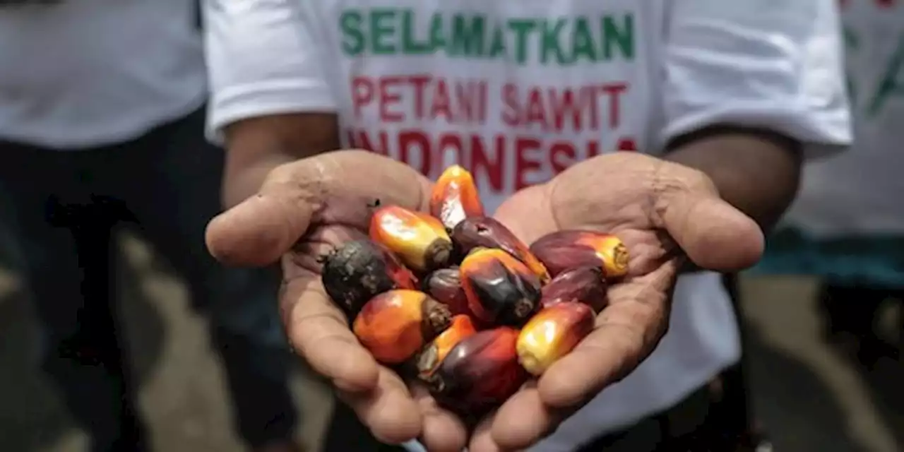 Petani Makin Terpuruk, Harga Sawit di Sumsel Hanya Rp600 per Kg | merdeka.com