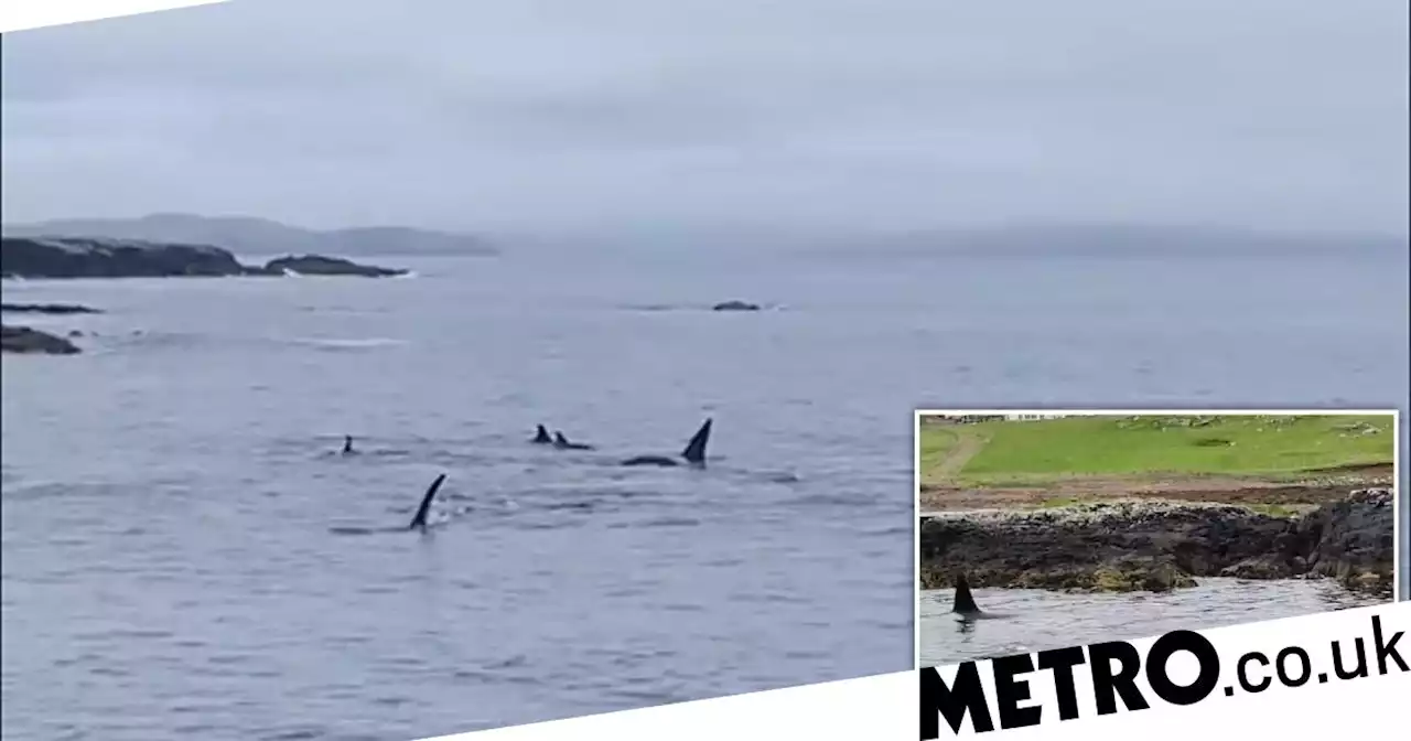 Girl, 7, can't stop crying at sight of orcas on Scottish island