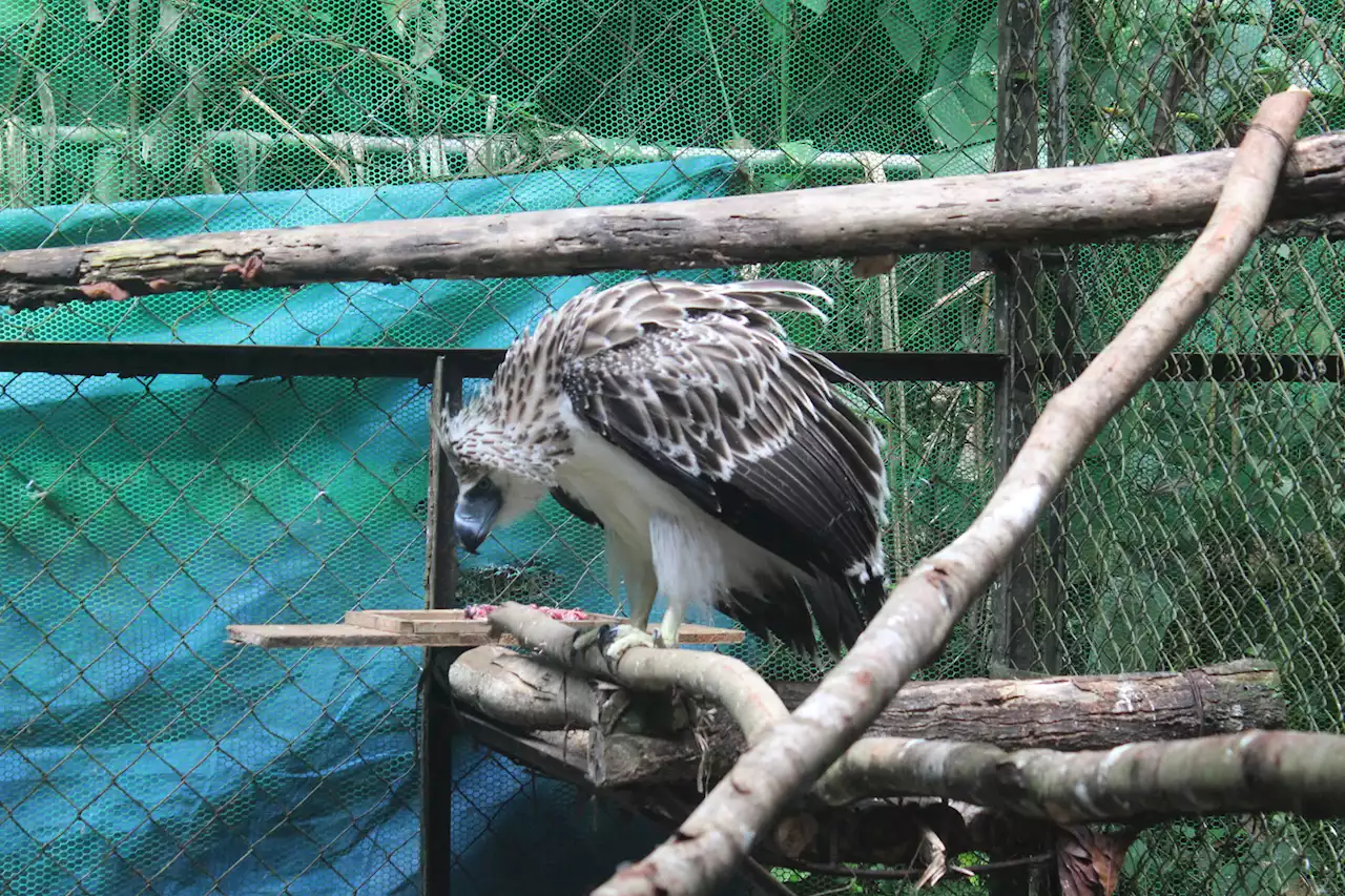 35-km virtual race in 35 days set for Philippine eagle conservation