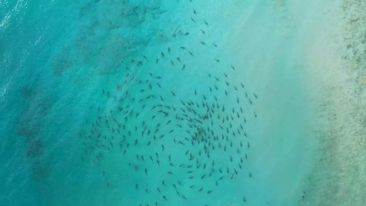 How drones are revolutionizing our understanding of sharks