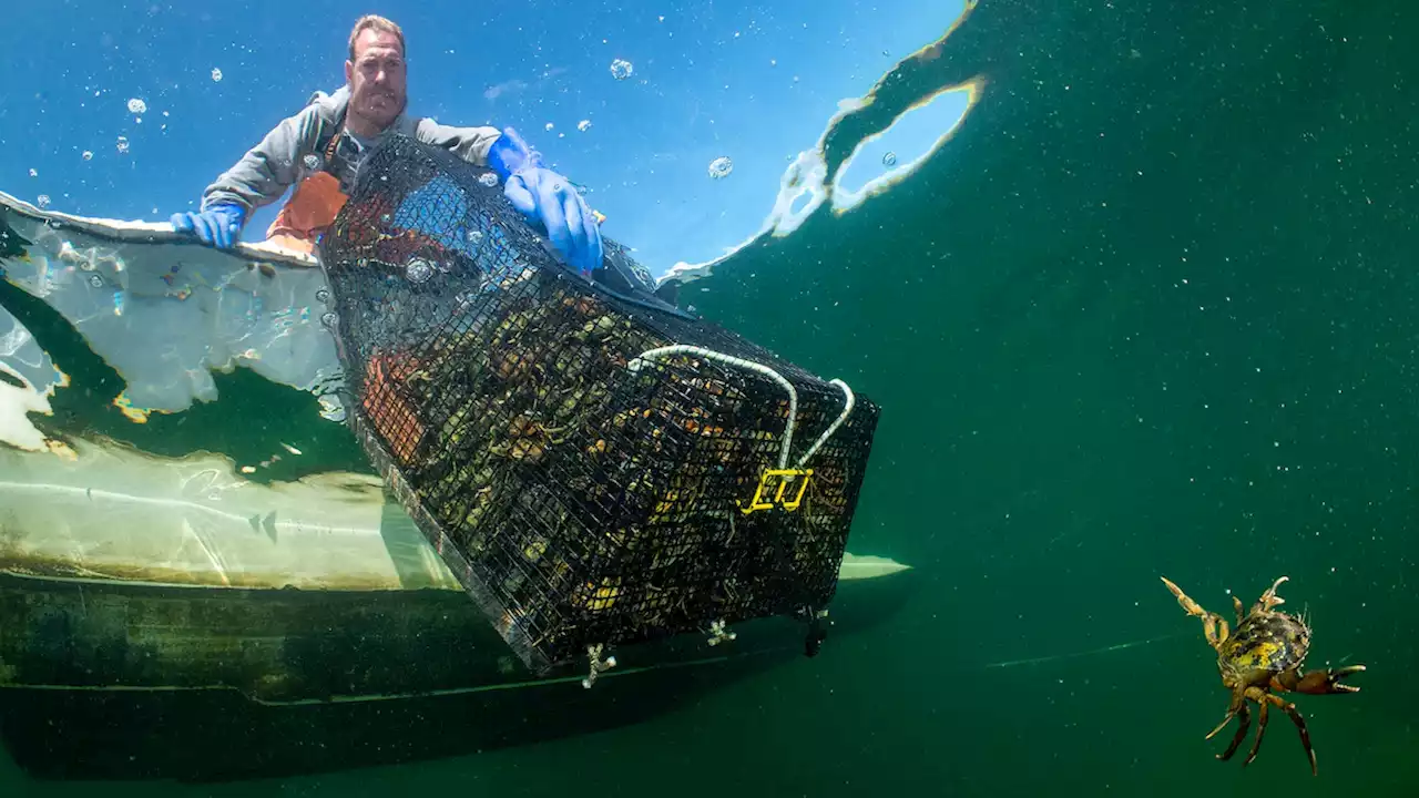 Invasive green crabs: If you can't beat them, eat them.