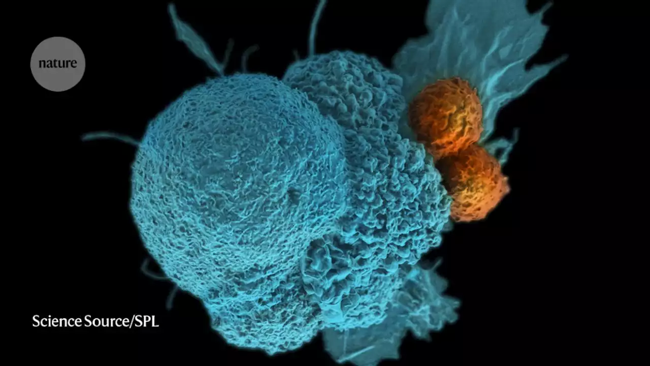 Using immune cells to strike first blow against cancer