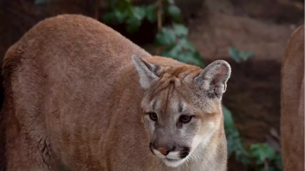 Mountain Lion Sightings Reported in Conn.: Police