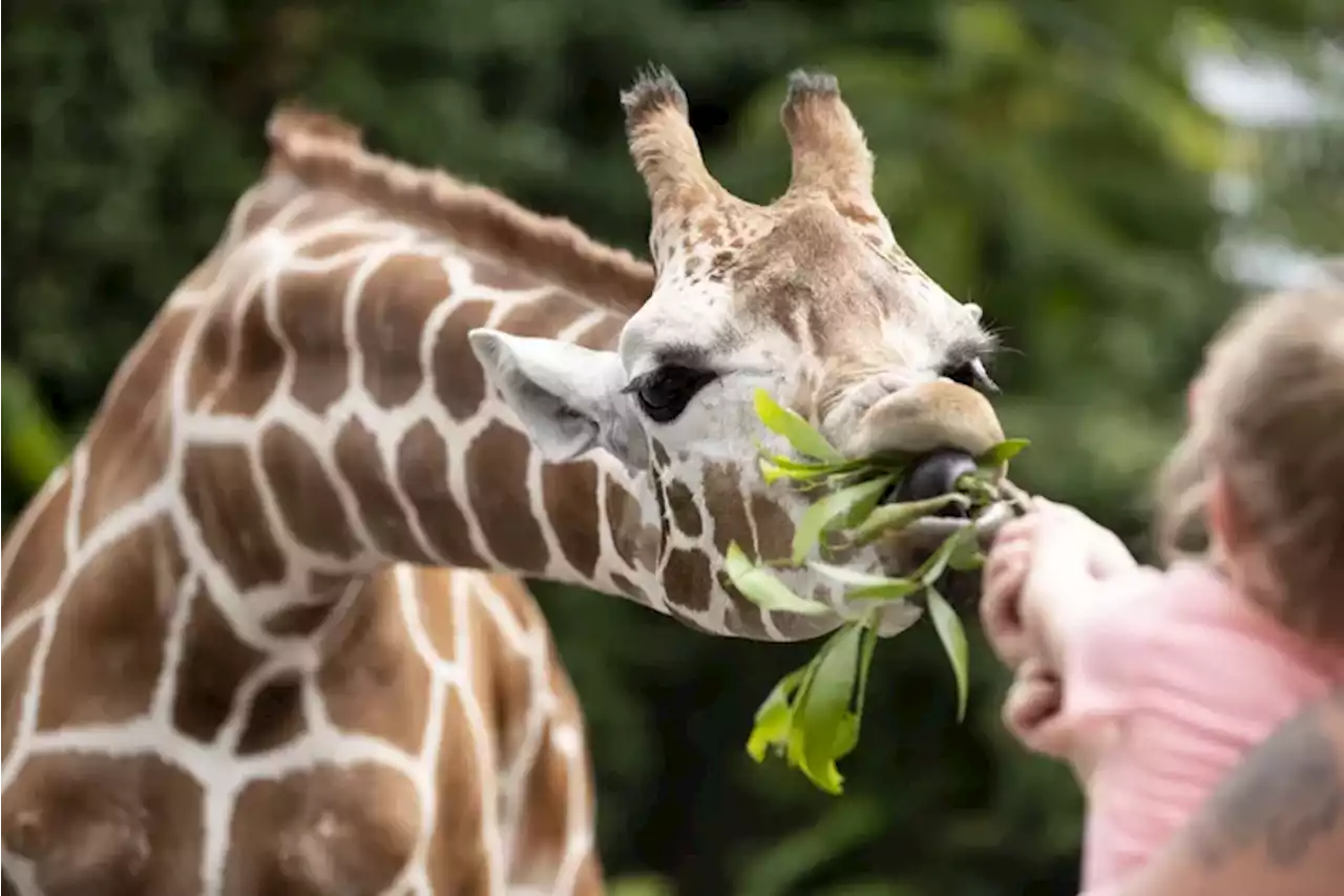 Philly Zoo visitors feed giraffes in new exhibit, enjoying a ‘reprieve’ from daily stresses