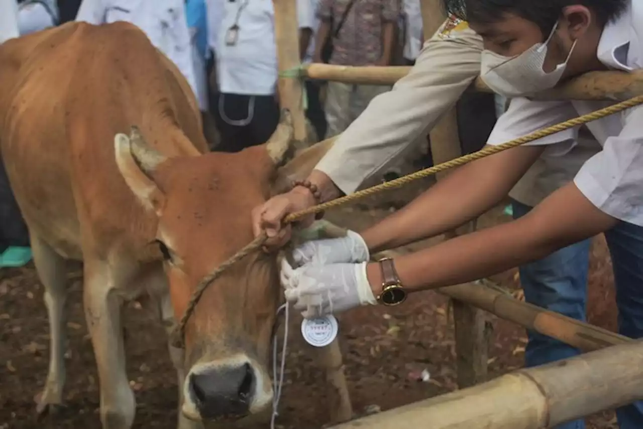 Warga Bukitinggi Gagal Kurban Gegara Ditipu Penjual, Sapi dan Kambing yang Dipesan Tak Kunjung Datang - Pikiran-Rakyat.com