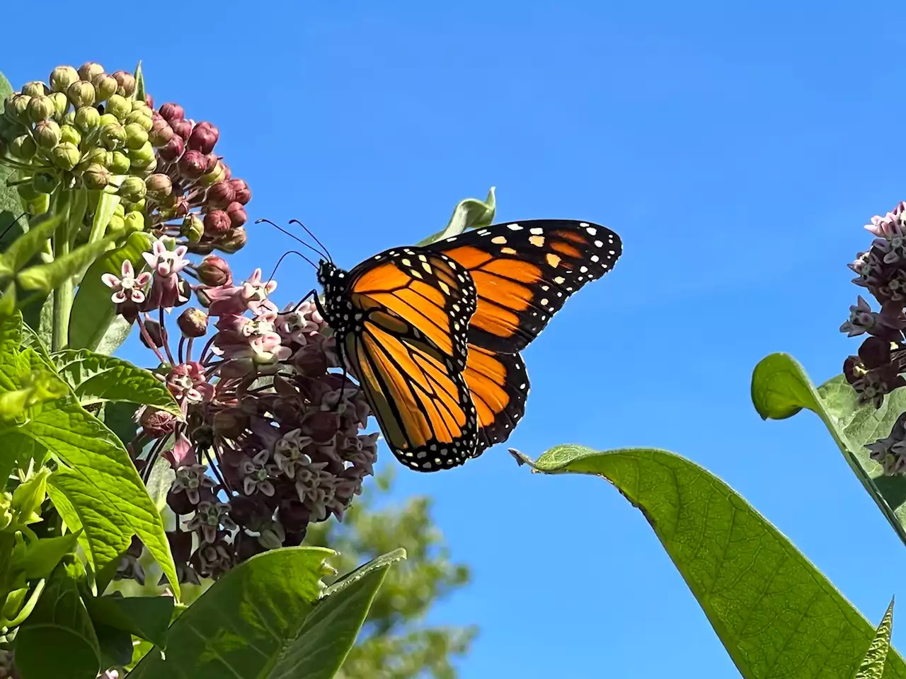 D.C.-area forecast: A nice summer week with highs mostly in the 80s