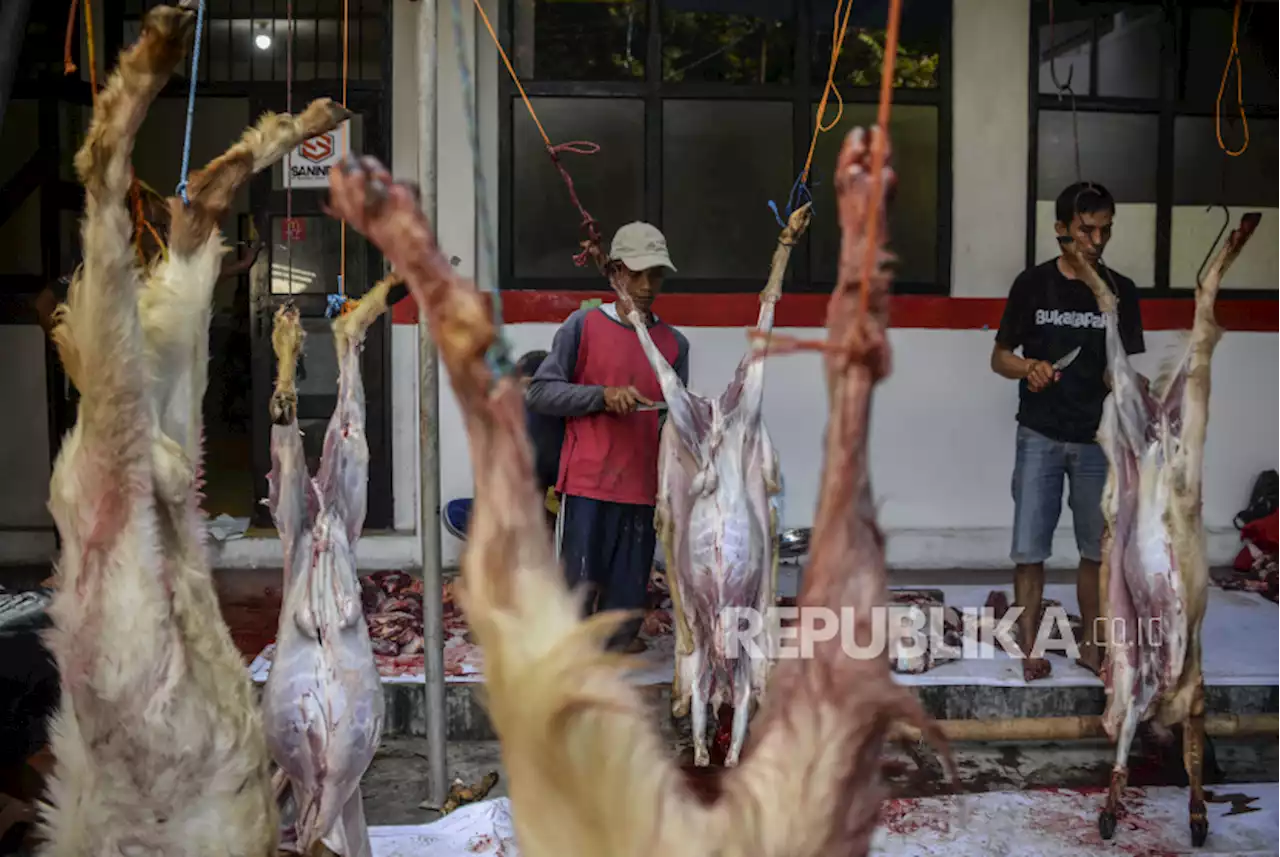 Petugas Temukan Cacing Hati di Tiga Sapi Kurban di Pasar Rebo |Republika Online