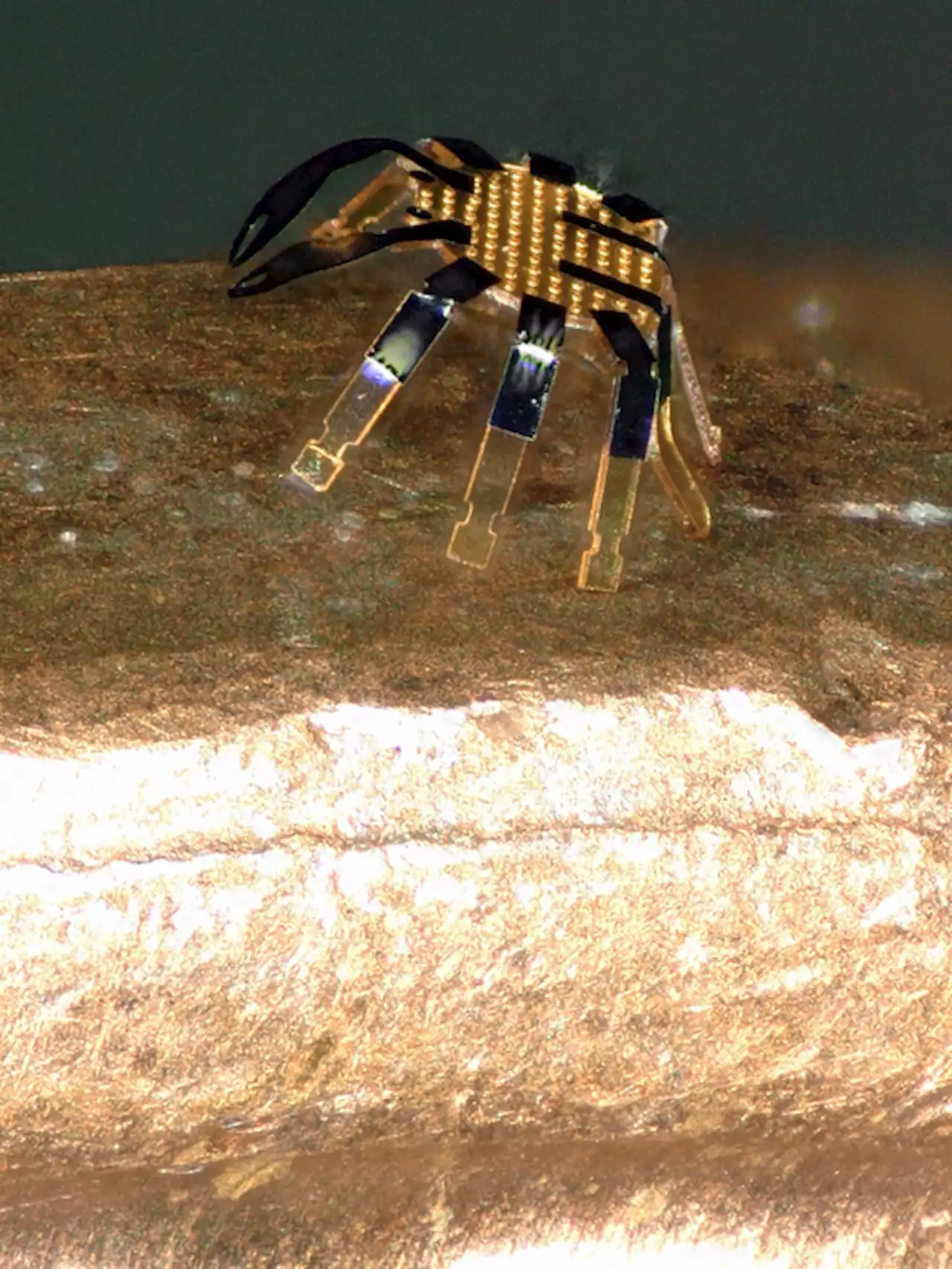 Smaller Than a Flea – The Smallest Remote-Controlled Walking Robot Ever