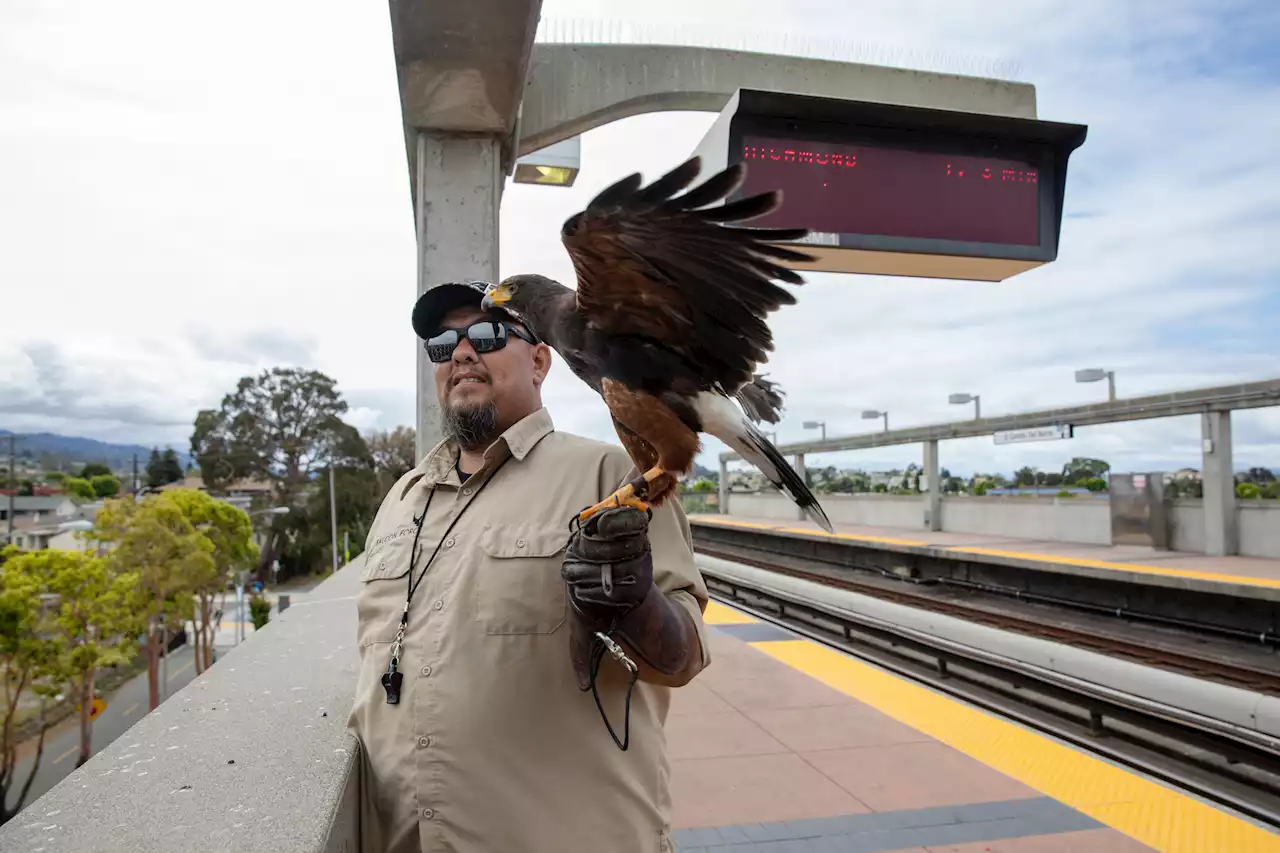 A hawk with a job is one BART station's most popular sight