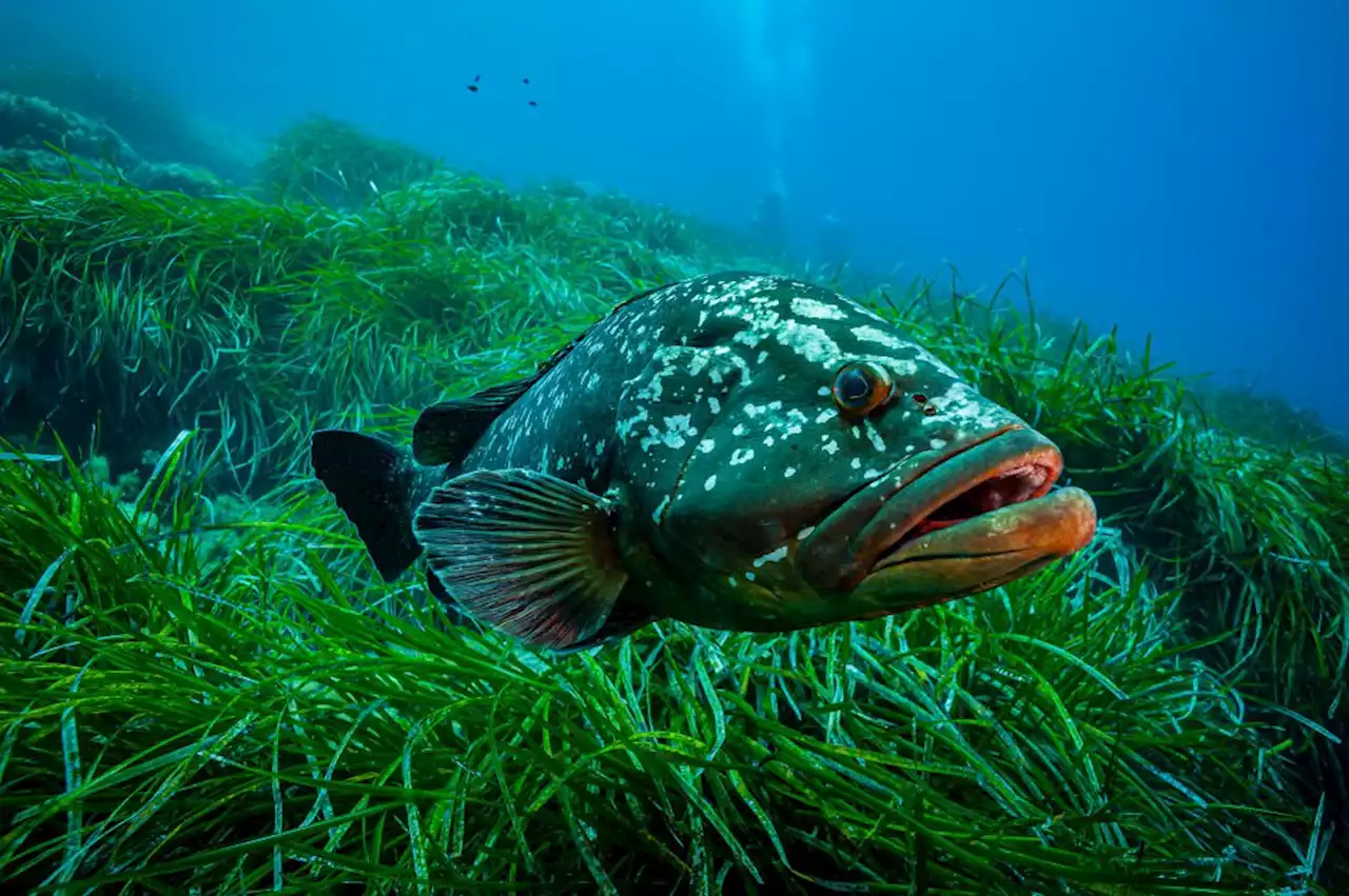 Vital carbon-storing seaweed gets its own Spanish police force to protect it from large yachts