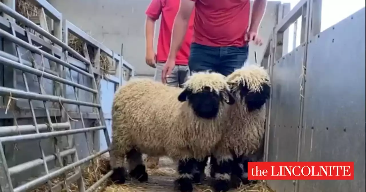 Adorable! Ed Shearan and Justin Biebaa join Rand Farm Park