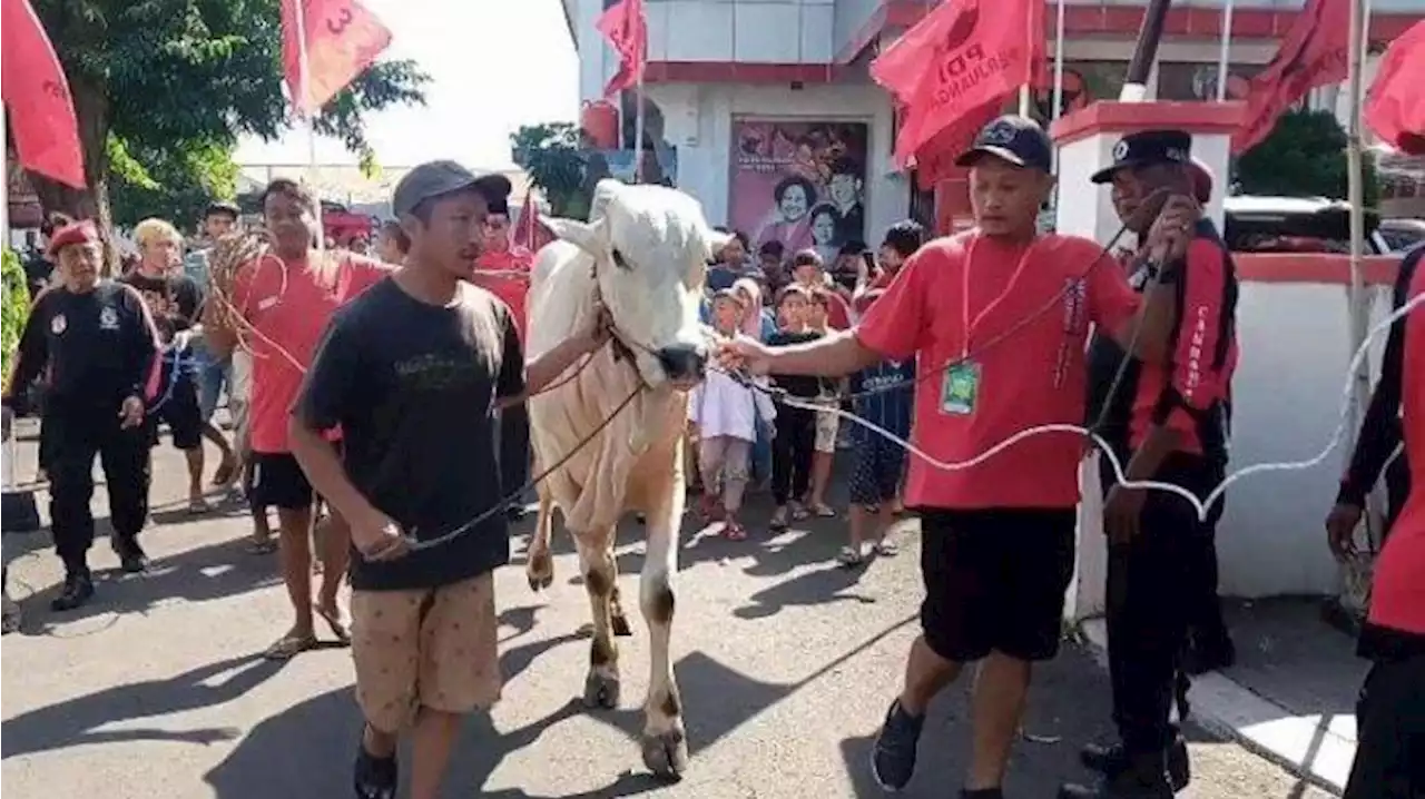 Idul Adha, Ketua DPR Puan Maharani Sumbang Sapi Kurban Seberat 1,3 Ton di Jawa Tengah - Tribunnews.com