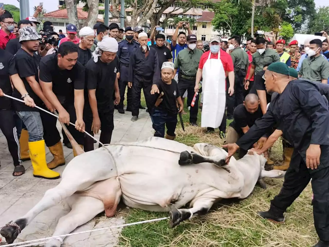 Sultan Kelantan cemar duli sembelih dua ekor lembu korban