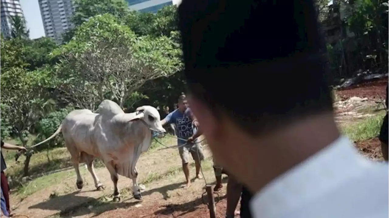 Sapi Kurban Anies di JIS Bernomor 024, Kode Nyapres?