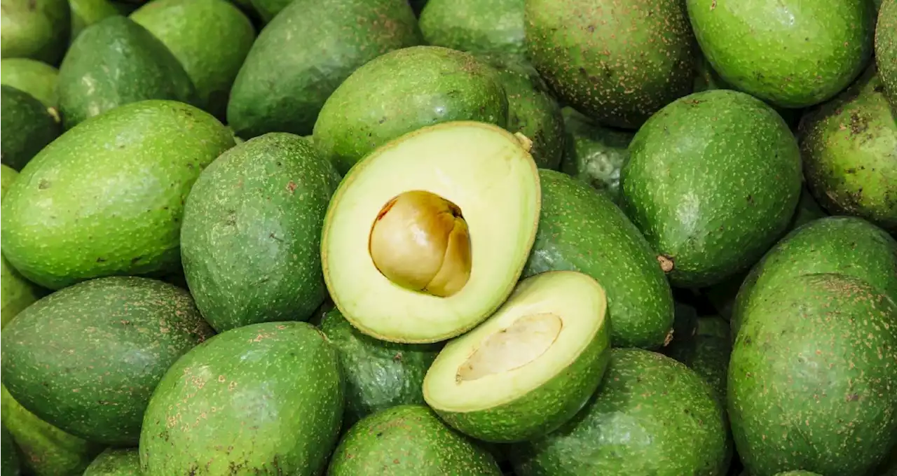 An Avocado a Day Doesn’t Shrink Belly Fat, but Helps With Cholesterol