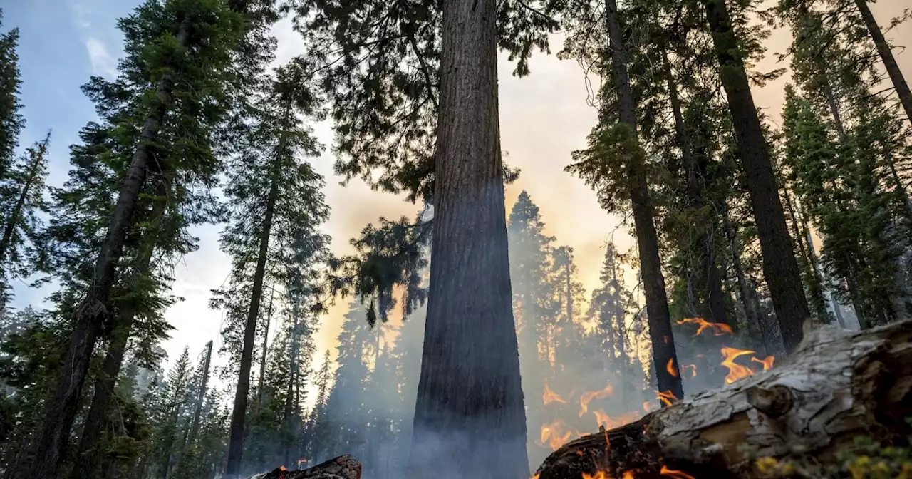 Yosemite fire grows as crews protect iconic sequoias