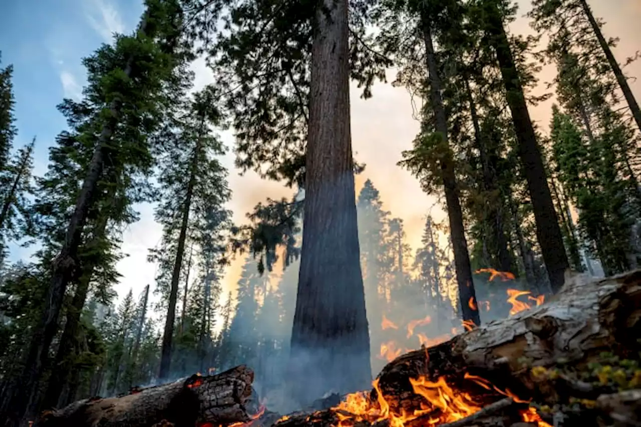 Yosemite fire grows as crews protect iconic sequoias