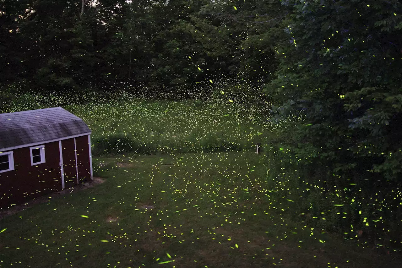 It's Lightning Bug Season | The Brian Lehrer Show | WNYC