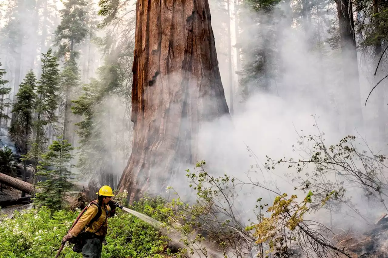 California heat builds as crews protect Yosemite sequoias