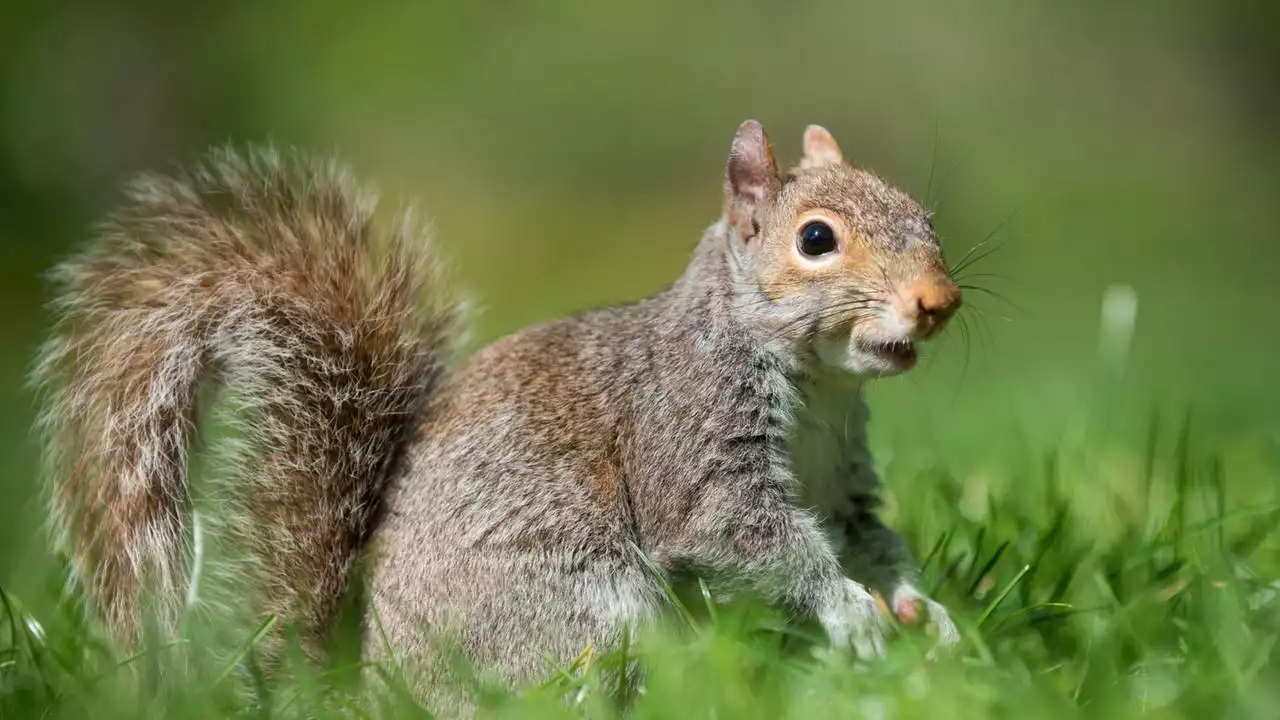 Artenschutz: Mit Verhütungsmitteln gegen Grauhörnchen