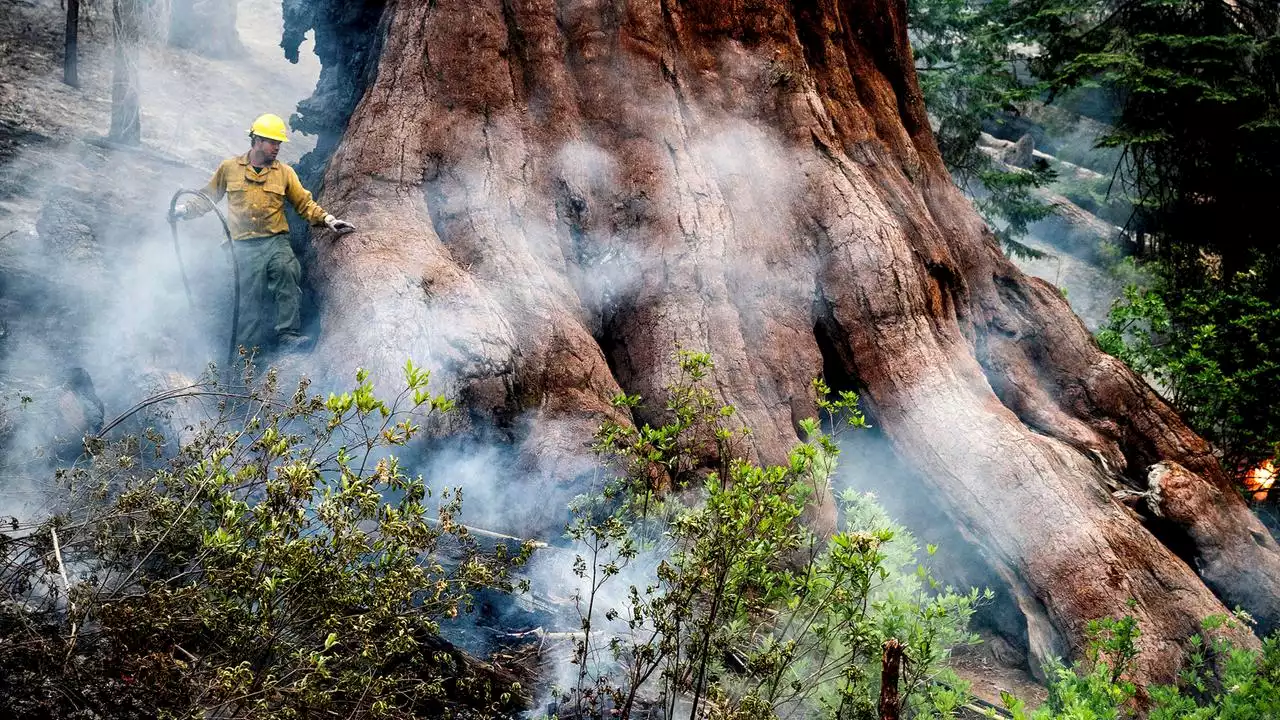 Yosemite-Nationalpark: Waldbrand bedroht riesige Mammutbäume