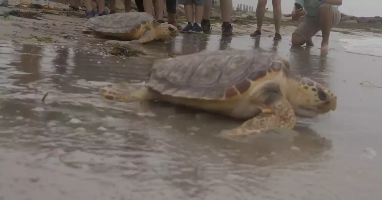 Hundreds of endangered sea turtles released back into the ocean