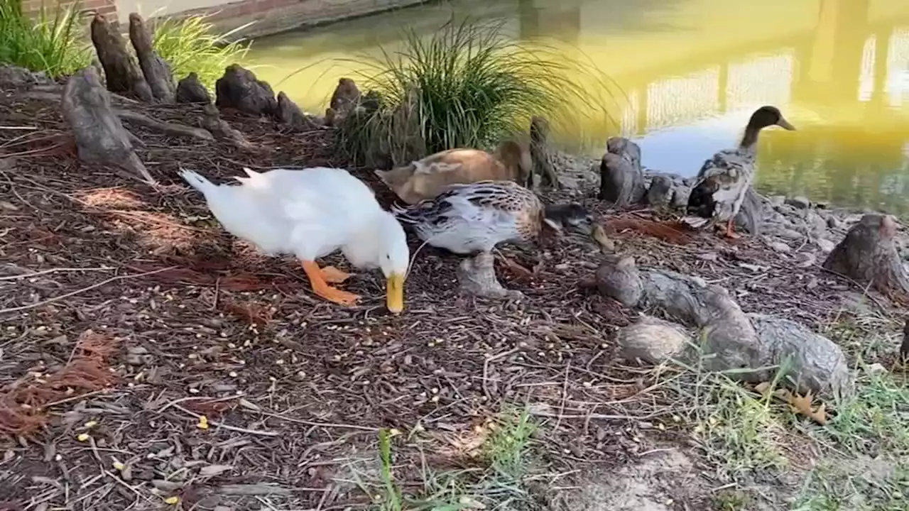 Texas woman sued $250K by HOA for feeding ducks near her home