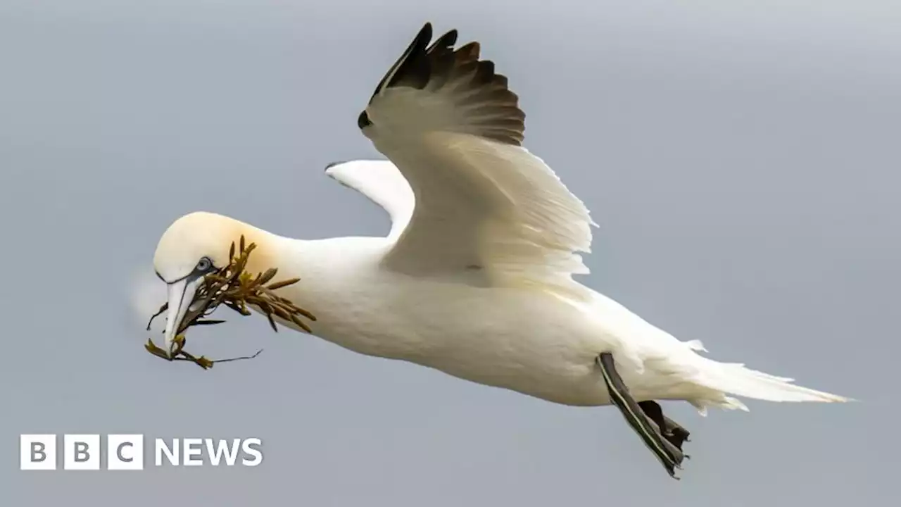 Bird flu: More cases discovered along north coast