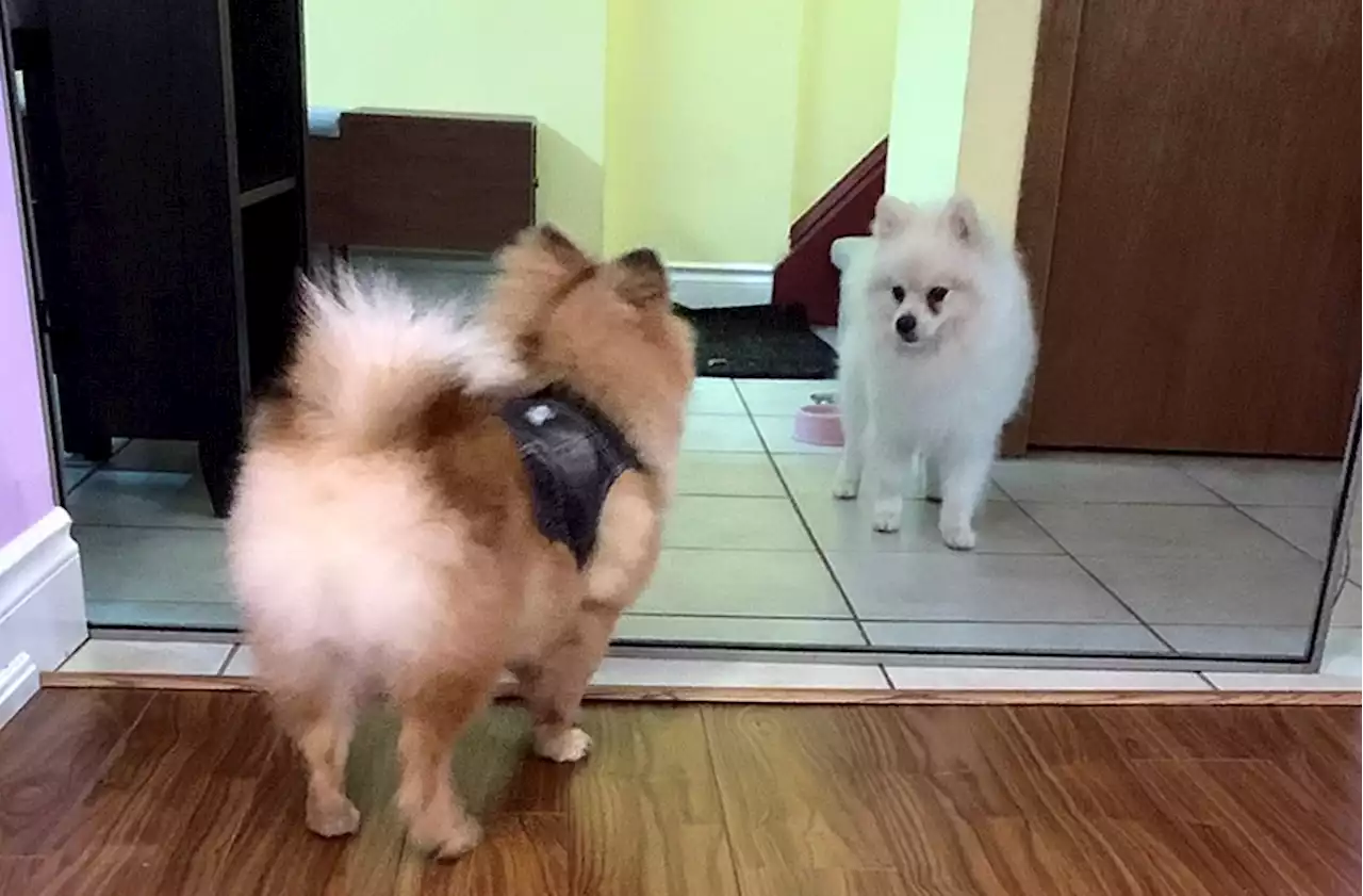 Toronto woman lays claim to Pomeranians seized in Burnaby puppy-killing case