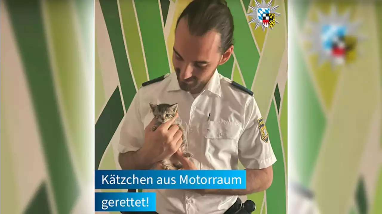 Polizei rettet Kätzchen aus Motorraum eines Autos