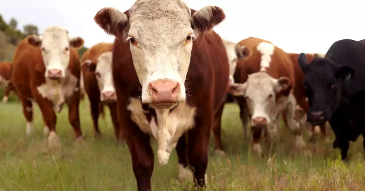 As grass and water supply dwindle, ranchers are selling off cattle