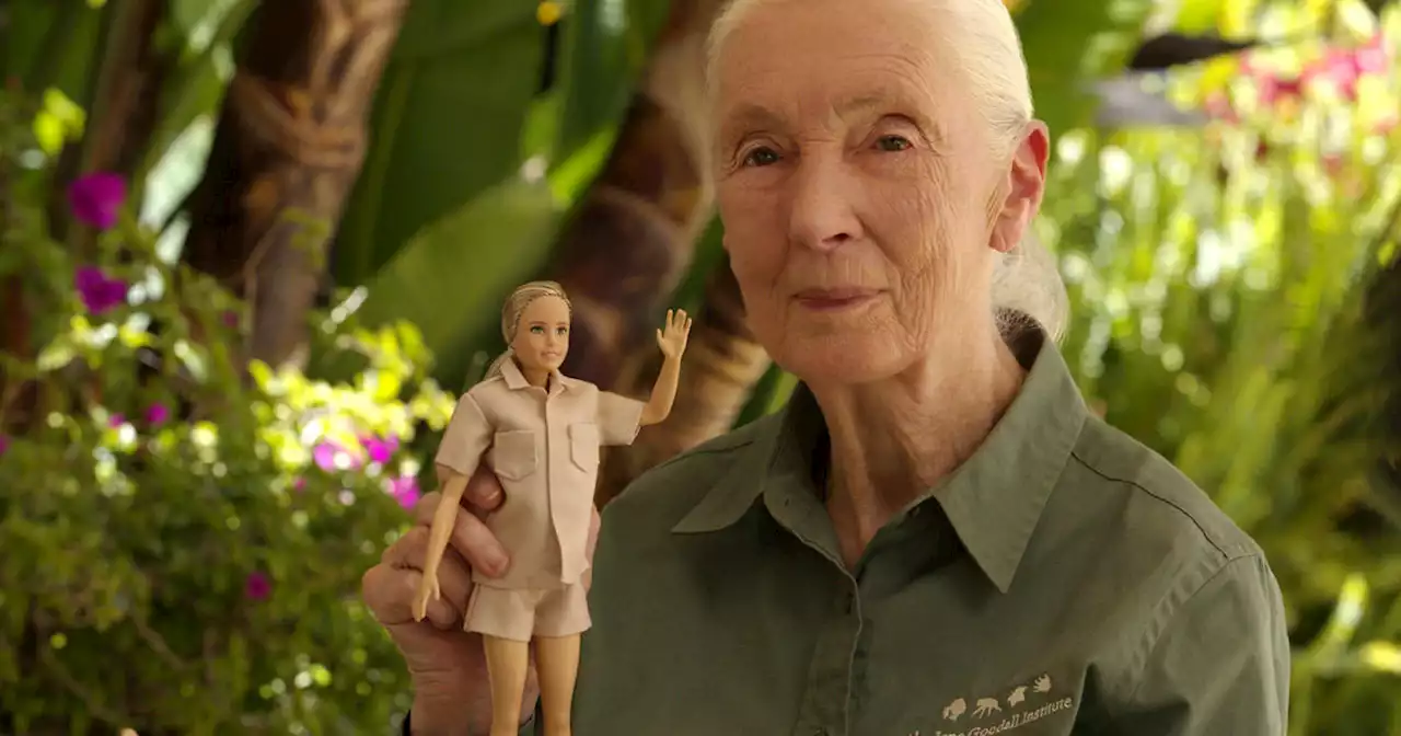 A new generation will get to know Jane Goodall a new way – with a Barbie doll of the pioneer and conservationist